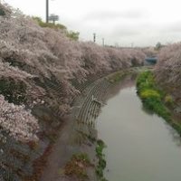 花見1
