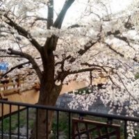 花見2